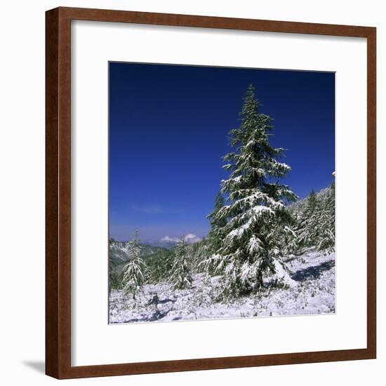 Fir Trees and Spruces after a Snowfall-Andrey Zvoznikov-Framed Photographic Print