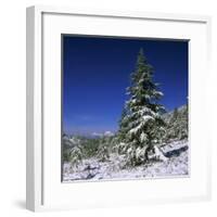 Fir Trees and Spruces after a Snowfall-Andrey Zvoznikov-Framed Photographic Print