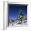 Fir Trees and Spruces after a Snowfall-Andrey Zvoznikov-Framed Photographic Print