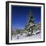 Fir Trees and Spruces after a Snowfall-Andrey Zvoznikov-Framed Photographic Print