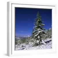 Fir Trees and Spruces after a Snowfall-Andrey Zvoznikov-Framed Photographic Print