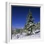 Fir Trees and Spruces after a Snowfall-Andrey Zvoznikov-Framed Photographic Print