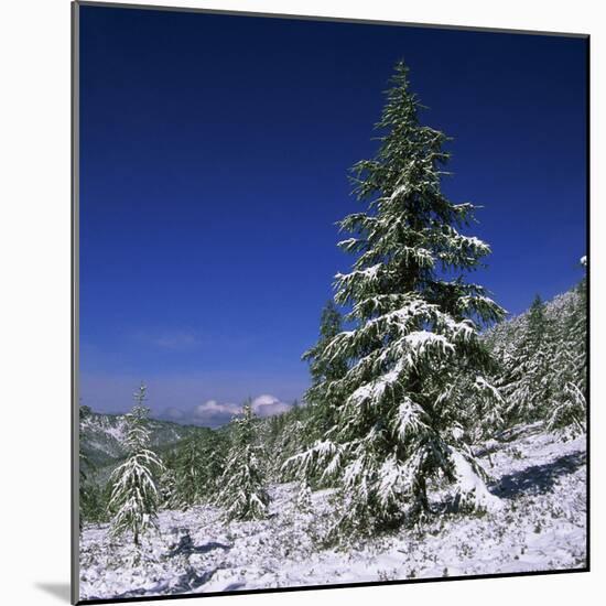 Fir Trees and Spruces after a Snowfall-Andrey Zvoznikov-Mounted Photographic Print