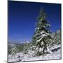 Fir Trees and Spruces after a Snowfall-Andrey Zvoznikov-Mounted Photographic Print