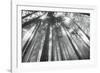 Fir Trees III-Alan Majchrowicz-Framed Photographic Print