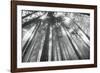 Fir Trees III-Alan Majchrowicz-Framed Photographic Print