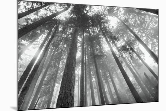 Fir Trees III-Alan Majchrowicz-Mounted Photographic Print