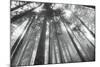 Fir Trees III-Alan Majchrowicz-Mounted Photo