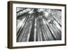 Fir Trees III-Alan Majchrowicz-Framed Photo