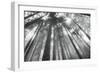 Fir Trees III-Alan Majchrowicz-Framed Photo