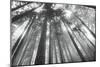 Fir Trees III-Alan Majchrowicz-Mounted Photo