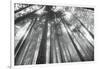 Fir Trees III-Alan Majchrowicz-Framed Photo