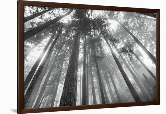 Fir Trees III-Alan Majchrowicz-Framed Photo