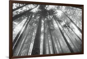 Fir Trees III-Alan Majchrowicz-Framed Photo