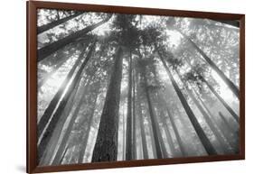 Fir Trees III-Alan Majchrowicz-Framed Photo