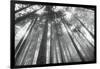 Fir Trees III-Alan Majchrowicz-Framed Photo