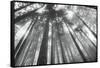 Fir Trees III-Alan Majchrowicz-Framed Stretched Canvas