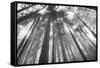 Fir Trees III-Alan Majchrowicz-Framed Stretched Canvas