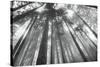 Fir Trees III-Alan Majchrowicz-Stretched Canvas