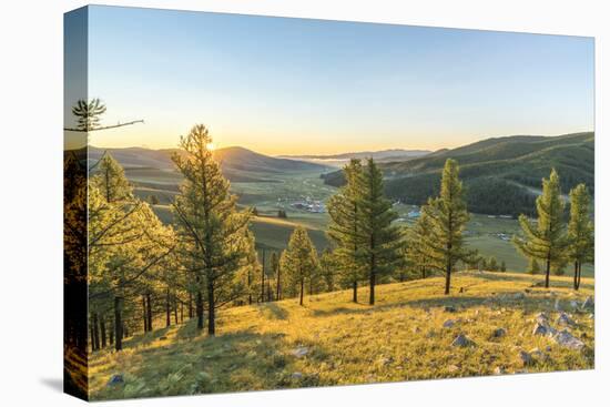 Fir trees in the morning light above Tsenkher Hot Springs, North Hangay province, Mongolia, Central-Francesco Vaninetti-Stretched Canvas