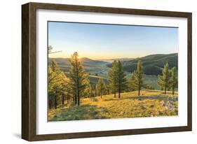 Fir trees in the morning light above Tsenkher Hot Springs, North Hangay province, Mongolia, Central-Francesco Vaninetti-Framed Photographic Print