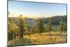 Fir trees in the morning light above Tsenkher Hot Springs, North Hangay province, Mongolia, Central-Francesco Vaninetti-Mounted Photographic Print