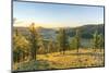 Fir trees in the morning light above Tsenkher Hot Springs, North Hangay province, Mongolia, Central-Francesco Vaninetti-Mounted Photographic Print