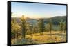 Fir trees in the morning light above Tsenkher Hot Springs, North Hangay province, Mongolia, Central-Francesco Vaninetti-Framed Stretched Canvas