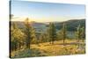 Fir trees in the morning light above Tsenkher Hot Springs, North Hangay province, Mongolia, Central-Francesco Vaninetti-Stretched Canvas