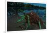 Fire ants swarm making a 'raft' to float in water, Texas, USA-Karine Aigner-Framed Photographic Print