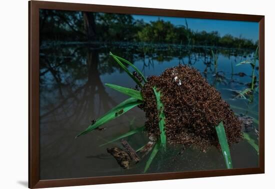 Fire ants swarm making a 'raft' to float in water, Texas, USA-Karine Aigner-Framed Photographic Print