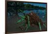 Fire ants swarm making a 'raft' to float in water, Texas, USA-Karine Aigner-Framed Photographic Print