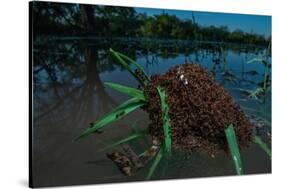 Fire ants swarm making a 'raft' to float in water, Texas, USA-Karine Aigner-Stretched Canvas