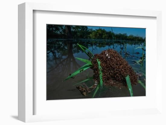 Fire ants swarm making a 'raft' to float in water, Texas, USA-Karine Aigner-Framed Photographic Print