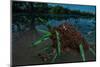 Fire ants swarm making a 'raft' to float in water, Texas, USA-Karine Aigner-Mounted Photographic Print
