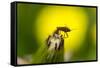 Fire Beetle Sits on Faded Dandelion, Pyrochroidae-Falk Hermann-Framed Stretched Canvas