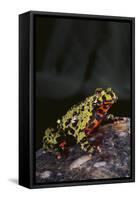 Fire-Bellied Toad-DLILLC-Framed Stretched Canvas