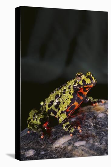Fire-Bellied Toad-DLILLC-Stretched Canvas