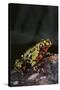 Fire-Bellied Toad-DLILLC-Stretched Canvas