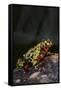 Fire-Bellied Toad-DLILLC-Framed Stretched Canvas