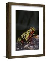 Fire-Bellied Toad-DLILLC-Framed Photographic Print