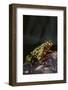 Fire-Bellied Toad-DLILLC-Framed Photographic Print