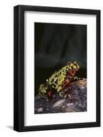 Fire-Bellied Toad-DLILLC-Framed Photographic Print