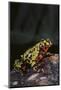 Fire-Bellied Toad-DLILLC-Mounted Photographic Print