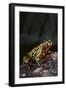 Fire-Bellied Toad-DLILLC-Framed Photographic Print