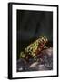 Fire-Bellied Toad-DLILLC-Framed Photographic Print