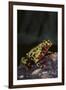 Fire-Bellied Toad-DLILLC-Framed Photographic Print