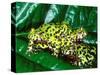 Fire Belly Toad, Native to Northeast China-David Northcott-Stretched Canvas