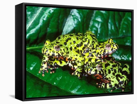 Fire Belly Toad, Native to Northeast China-David Northcott-Framed Stretched Canvas