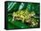 Fire Belly Toad, Native to Northeast China-David Northcott-Framed Stretched Canvas